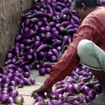 Oogst ‘Wonderaubergine’ in Bangladesh geen succes